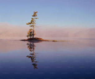 a lone tree on a small island in the middle of a lake