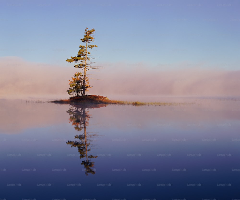 a lone tree on a small island in the middle of a lake