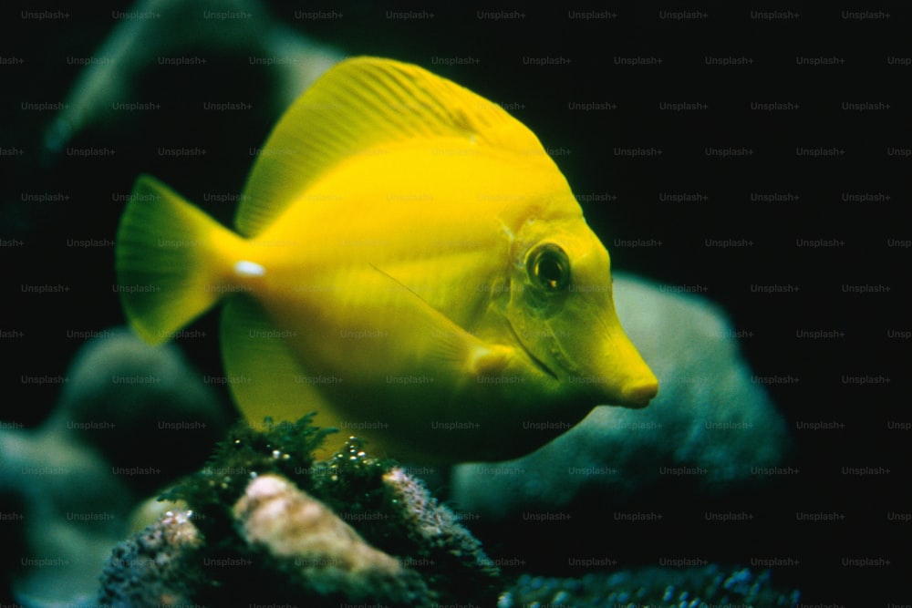 a yellow fish is swimming in an aquarium