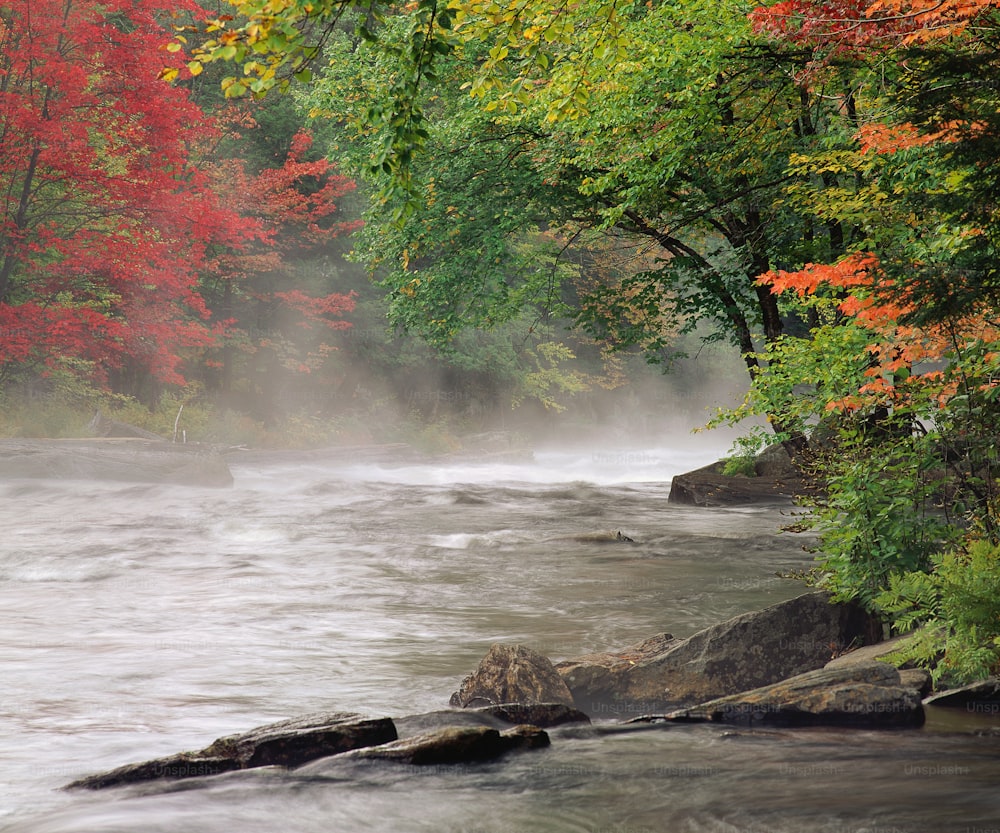 a river in the middle of a forest filled with trees