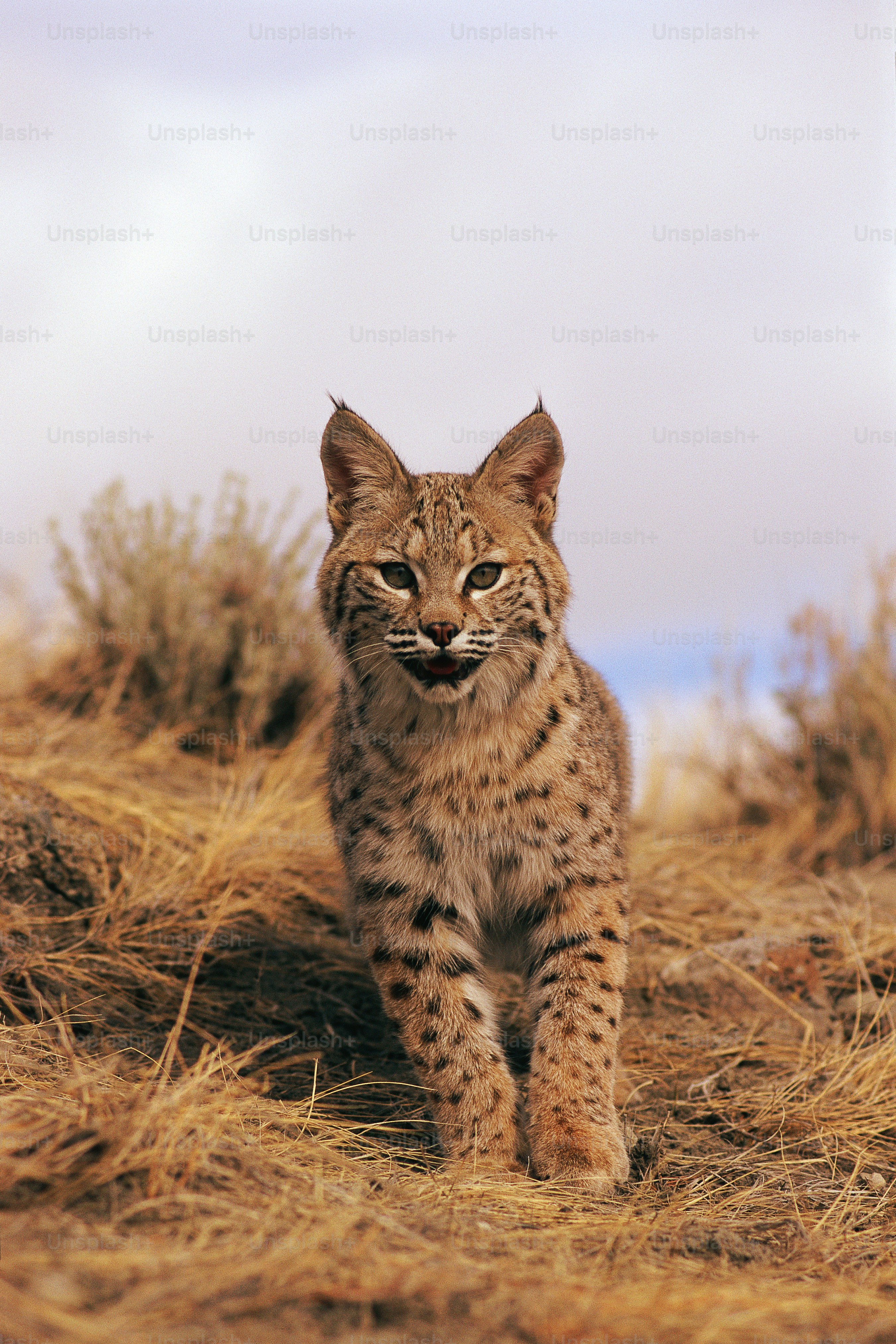 a cat walking across a dry grass covered field