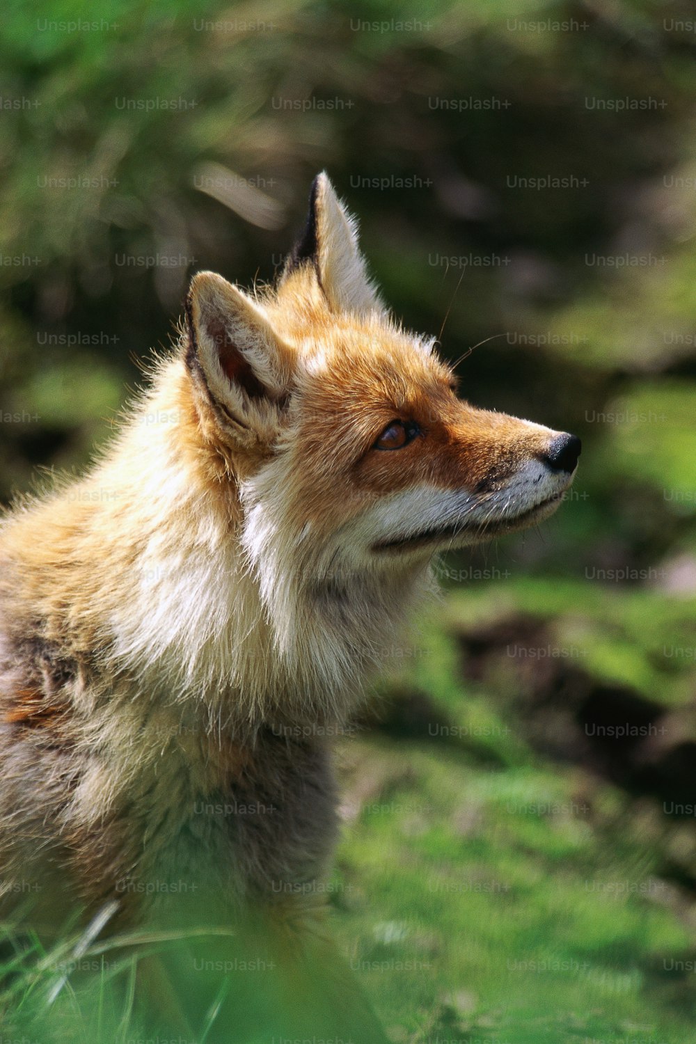 a close up of a fox in a field of grass