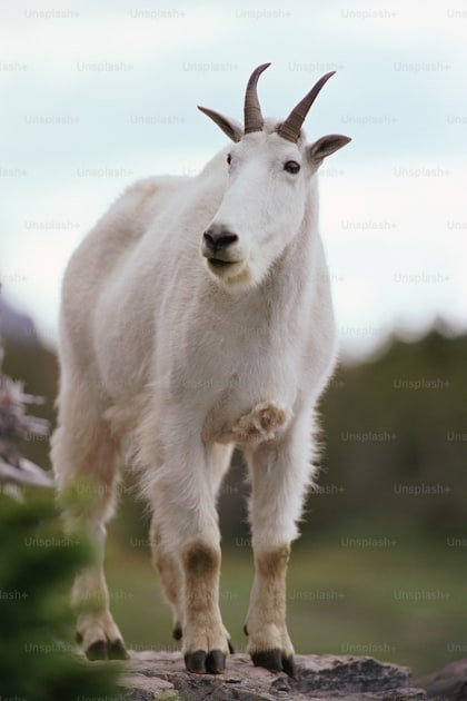 Mountain goat on a steep cliff face with alpine peaks in the background
