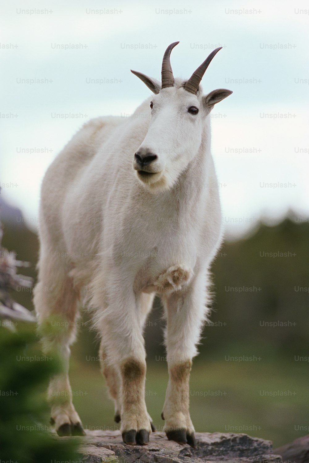a white goat with long horns standing on a rock