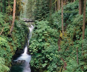 a river running through a lush green forest