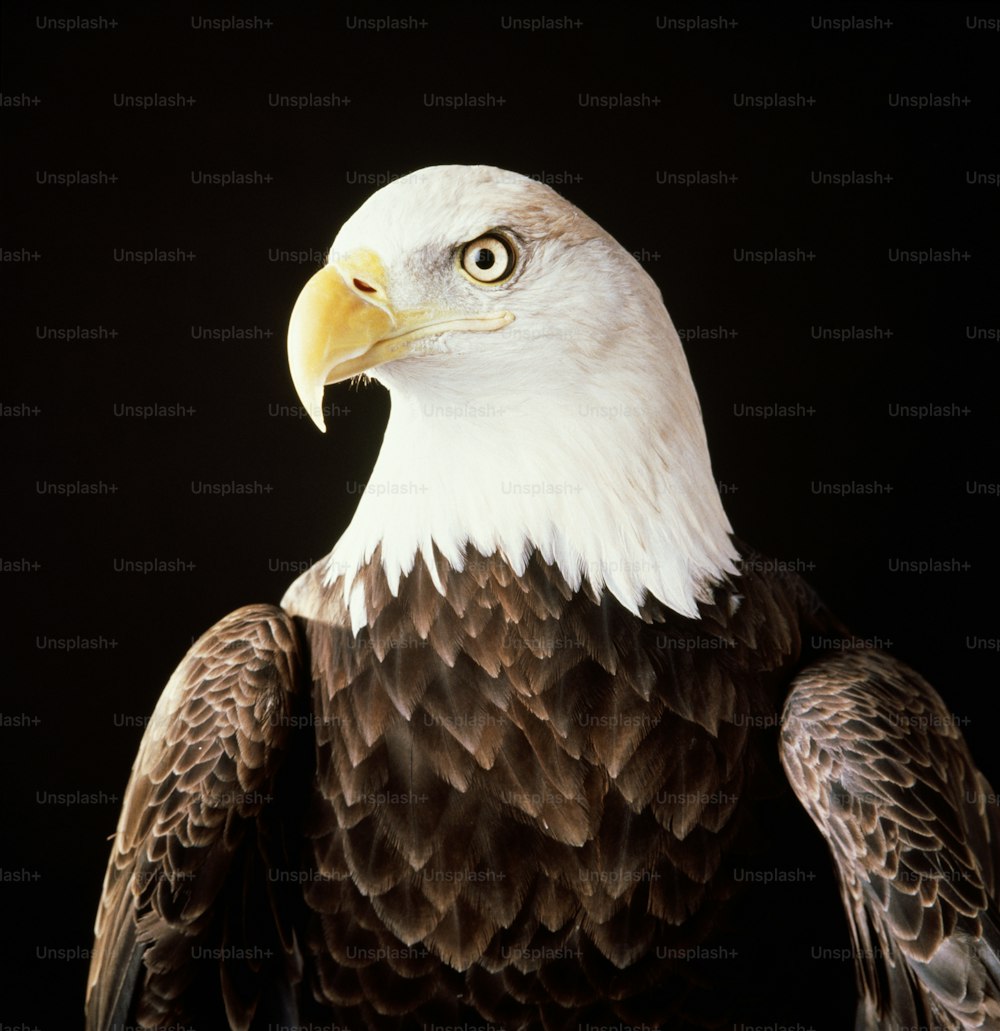 um close up de uma águia careca em um fundo preto