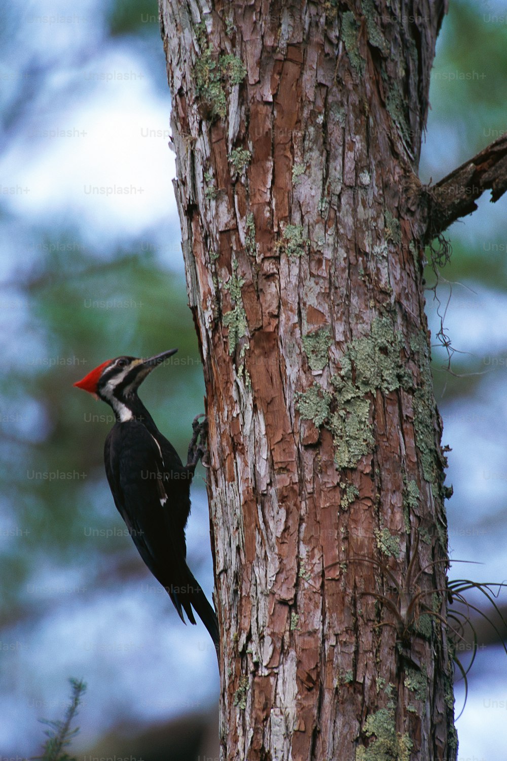 a woodpecker is standing on the trunk of a tree