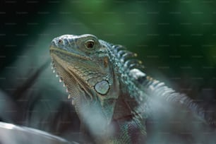 a close up of a lizard in the grass