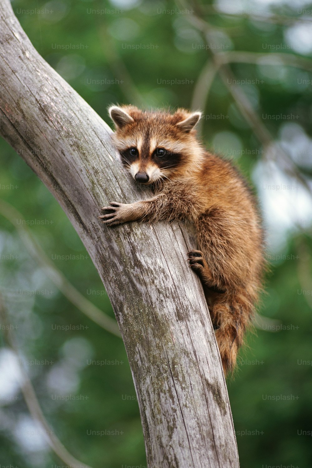 Un mapache sentado en la cima de la rama de un árbol
