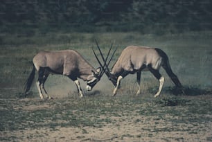 two antelope standing next to each other in a field