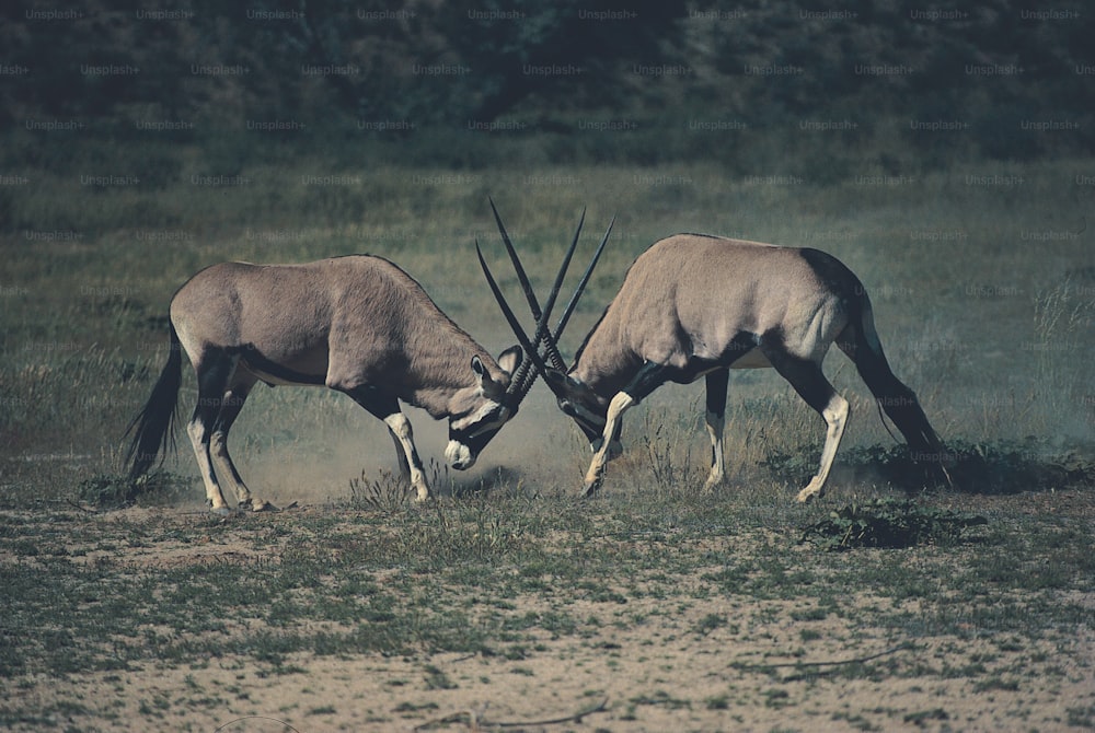 two antelope standing next to each other in a field