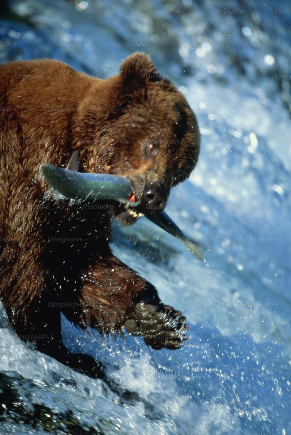 Katmai Nat. Park, Alaska (major salmon spawning ground). Other common name: Grizzly bear. Sometimes classified as sub-species Ursus arctos horribilis. Native to Northwest America, Alaska, Canada and Russia, isolated populations in Europe.