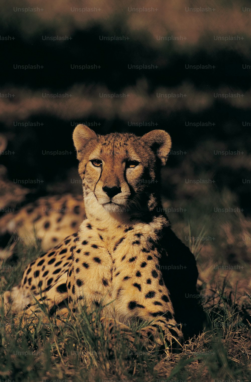 Un ghepardo seduto nell'erba che guarda la telecamera