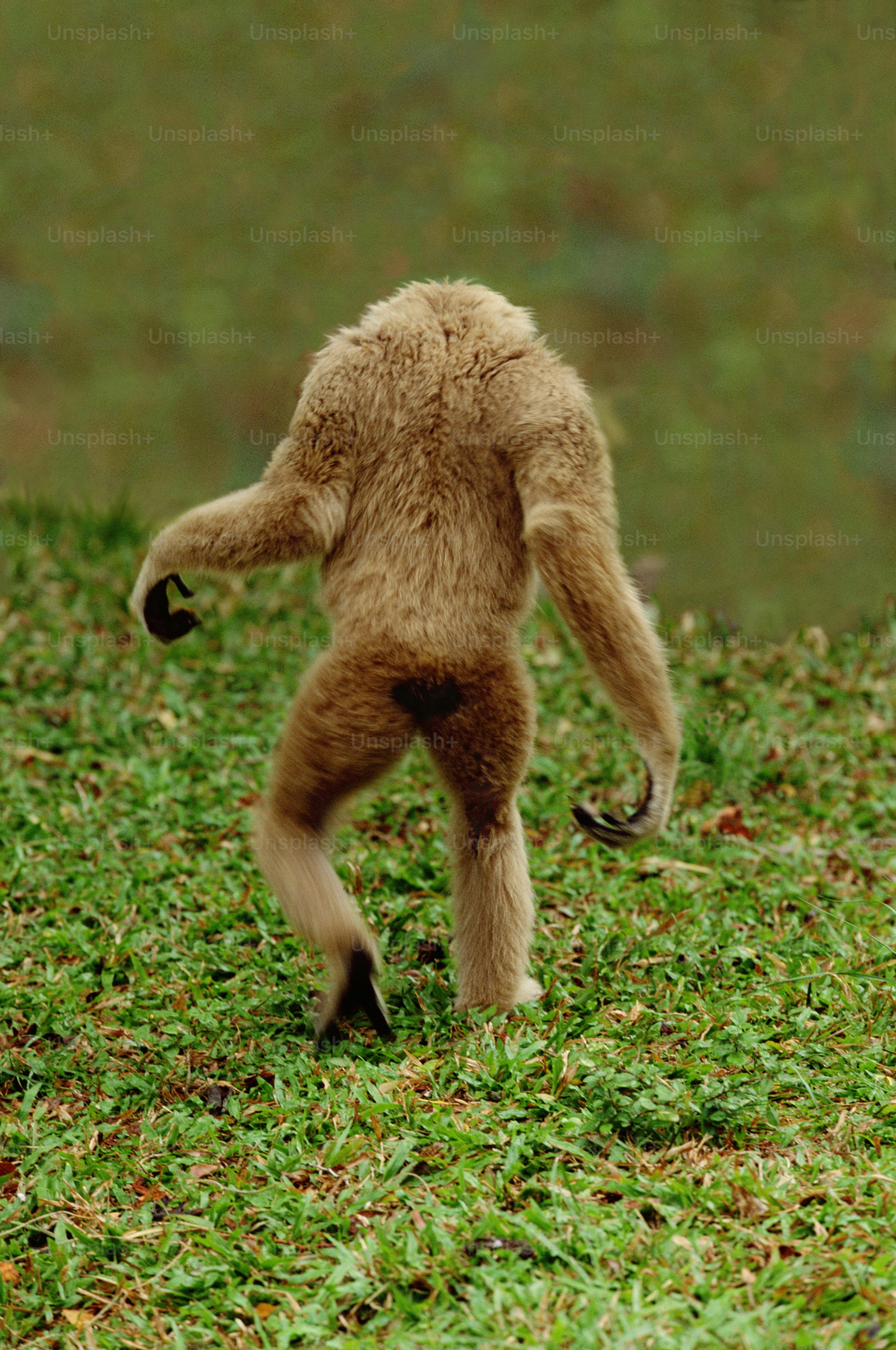 Singapore Zoo, Singapore. Siamangs are the largest species of gibbon, growing to heights of 75-90cm (30-35in). Their natural distribution is in Malaysia and Sumatra where they live in mountain forests. They are sociable animals, living in family groups.