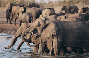 Una manada de elefantes caminando a través de un río