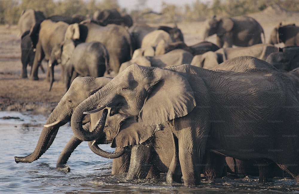 a herd of elephants walking across a river