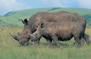 a couple of rhinos that are standing in the grass