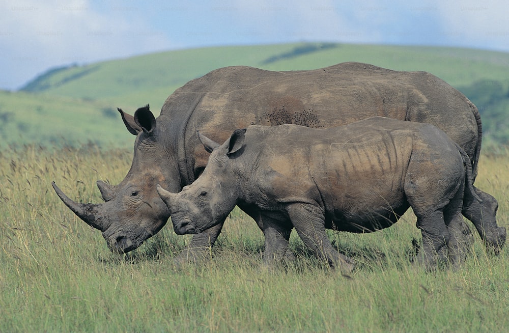 Un couple de rhinocéros debout dans l’herbe