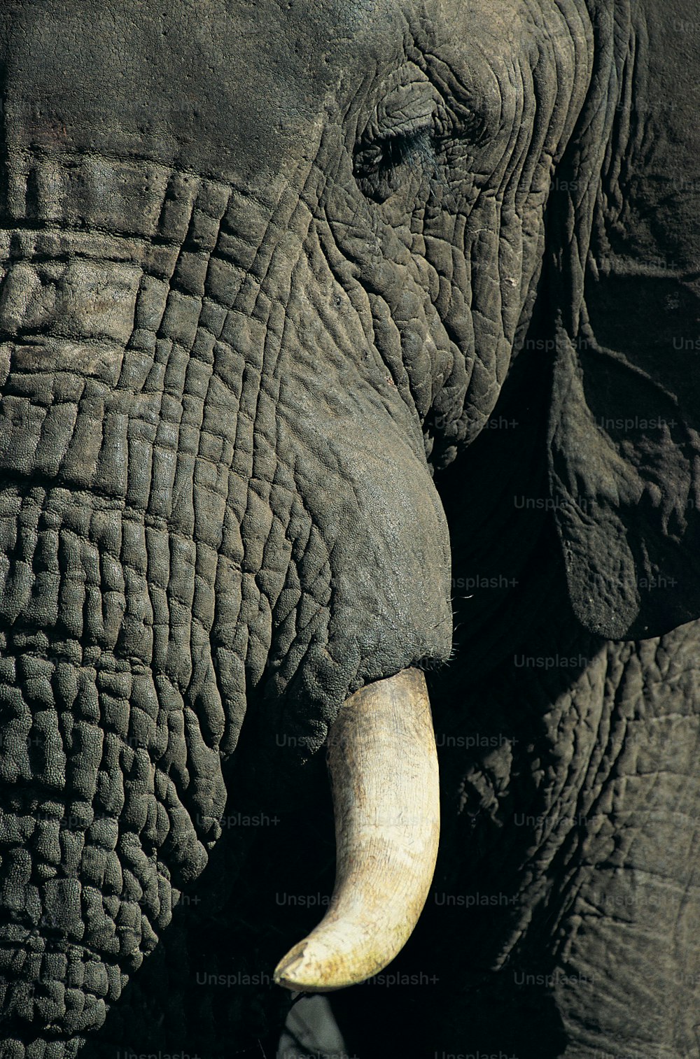 a close up of an elephant's face with a long tusk