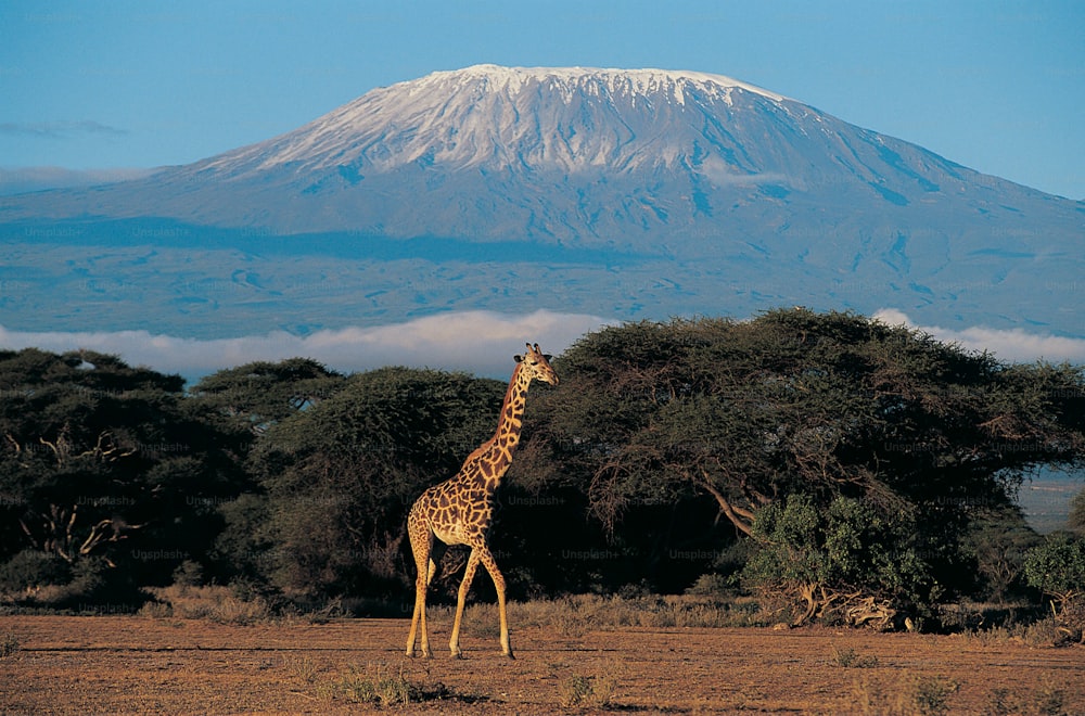 uma girafa em pé em um campo com uma montanha ao fundo