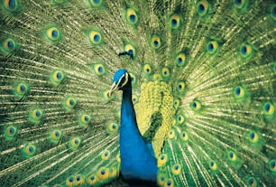 a close up of a peacock with its feathers open