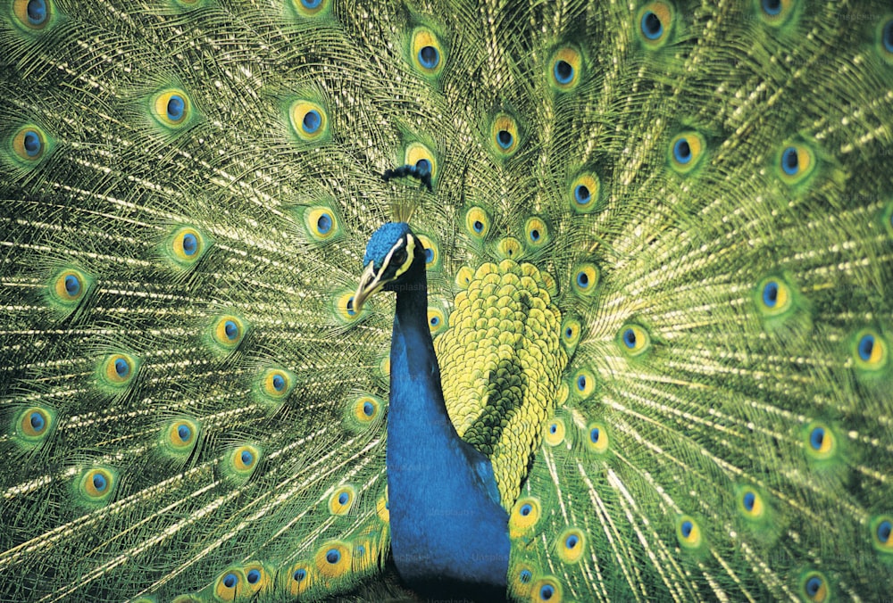 a close up of a peacock with its feathers open