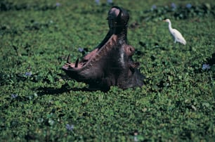 a hippopotamus in a field with a white bird in the background