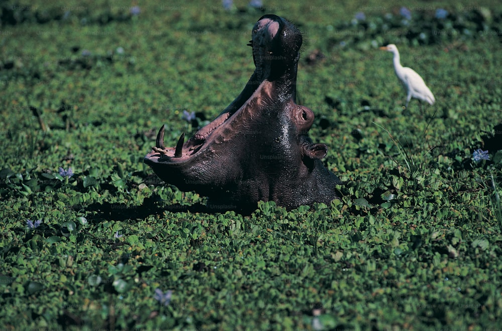 a hippopotamus in a field with a white bird in the background