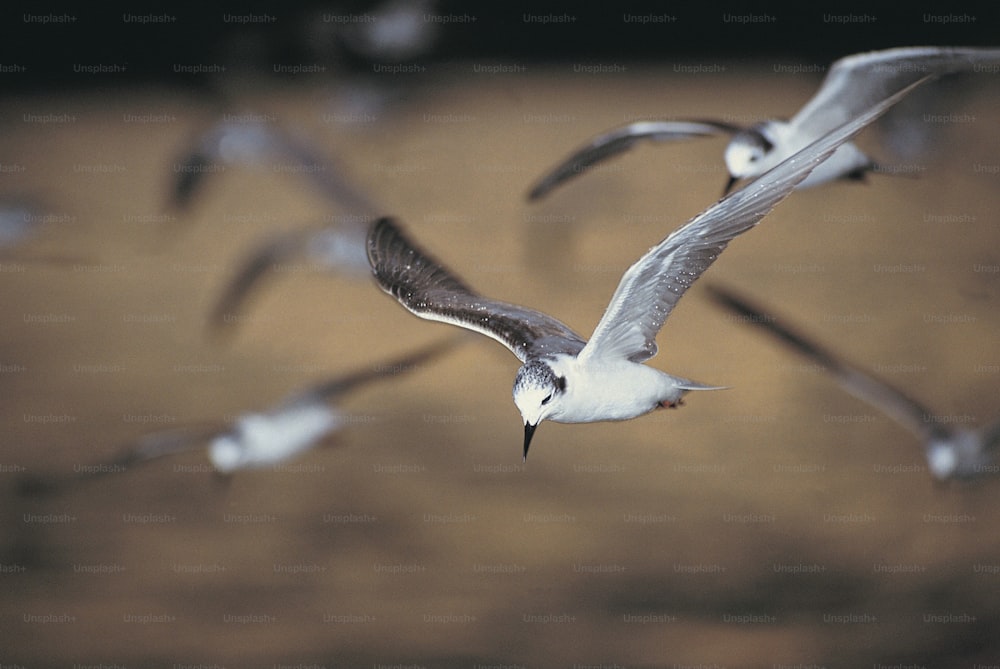 a flock of seagulls flying through the air