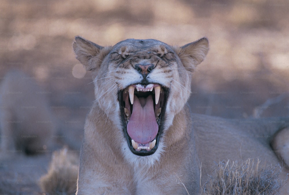 um close up de um leão com a boca aberta