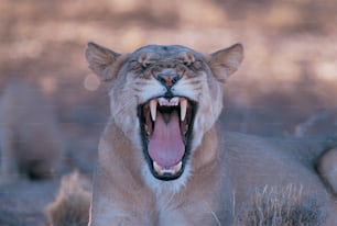 Un primer plano de un león con la boca abierta
