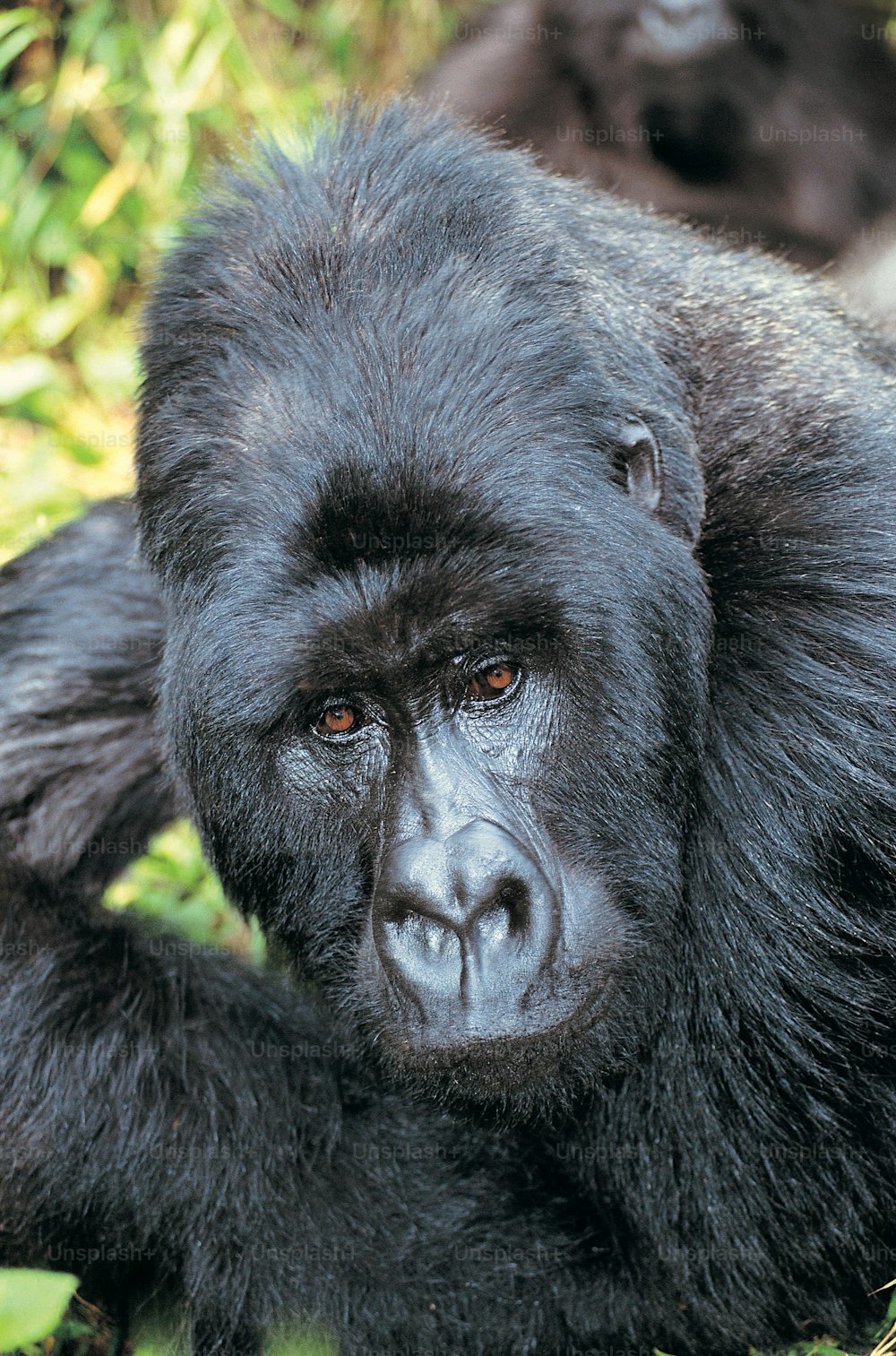 a close up of a gorilla laying on the ground