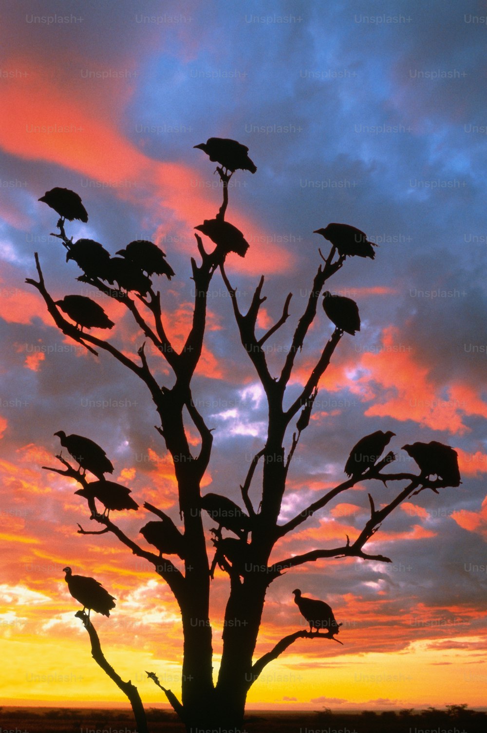 Kruger National Park, South Africa. Vultures are large birds with naked heads and hooked beaks. They are scavengers feeding on the carrion left by other predators. Most species have no sense of smell, so they hunt by sight.