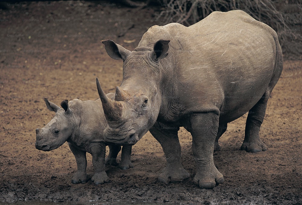 a mother rhino and her baby standing next to each other