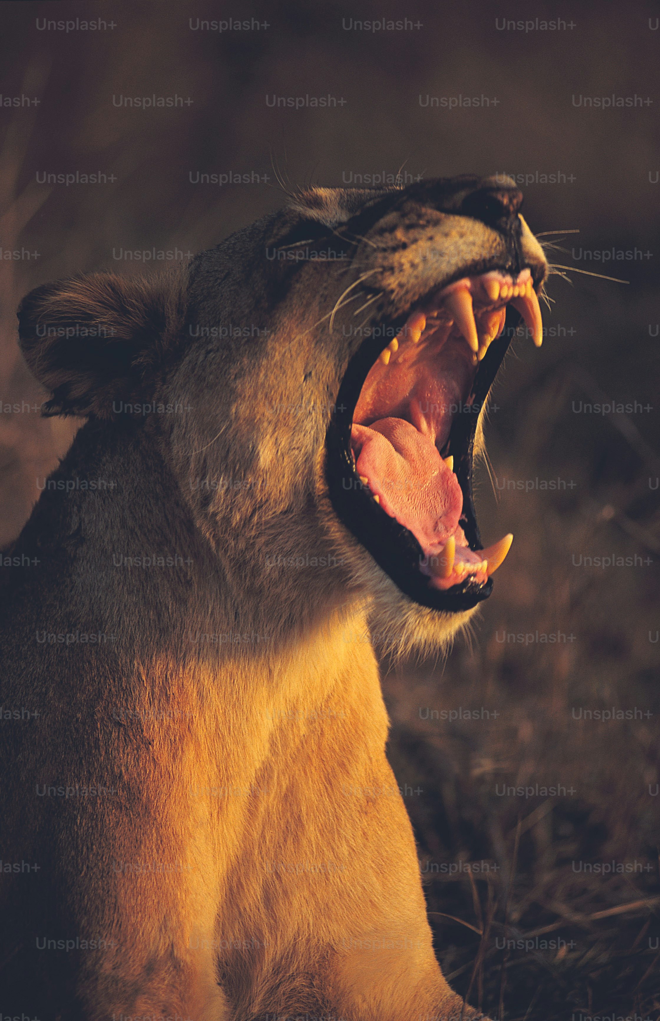 a close up of a lion with its mouth open