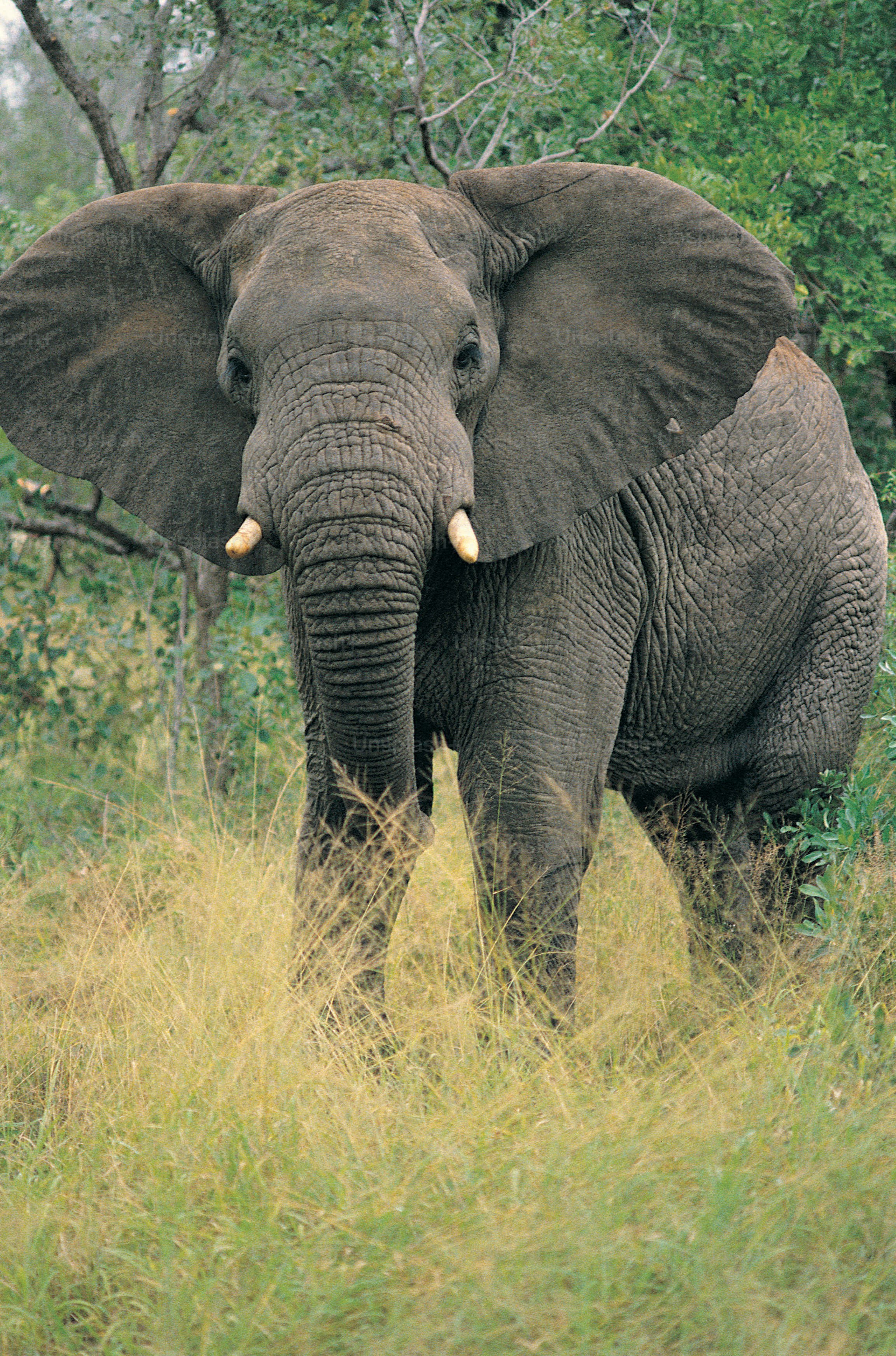 an elephant standing in a grassy field with trees in the background