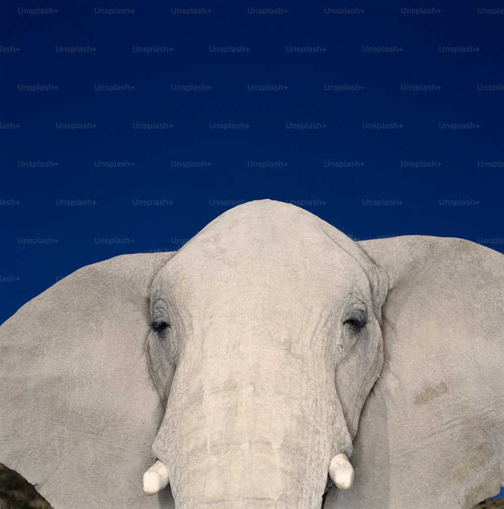 a close up of an elephant's face with a blue sky in the background