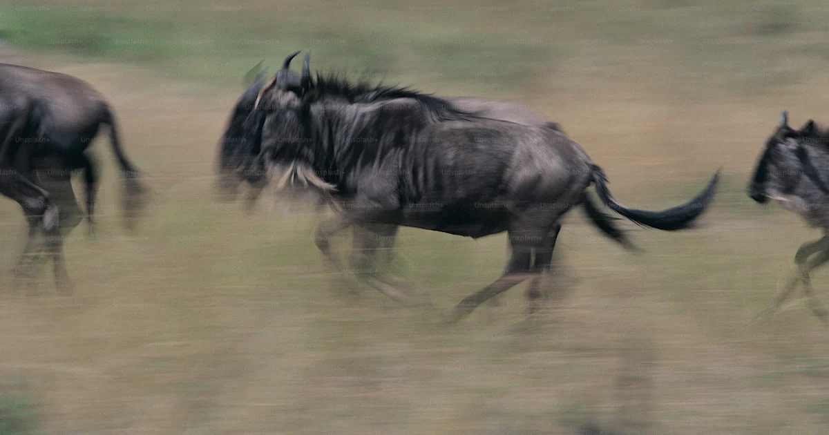A herd of wild animals running across a field photo – Running Image on ...
