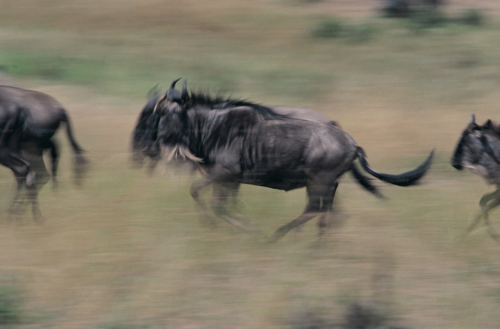 a herd of wild animals running across a field