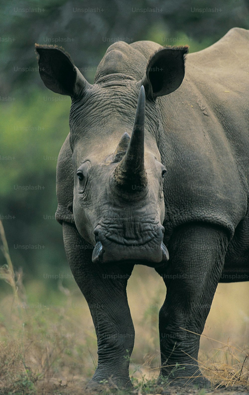 Un primer plano de un rinoceronte parado en un campo