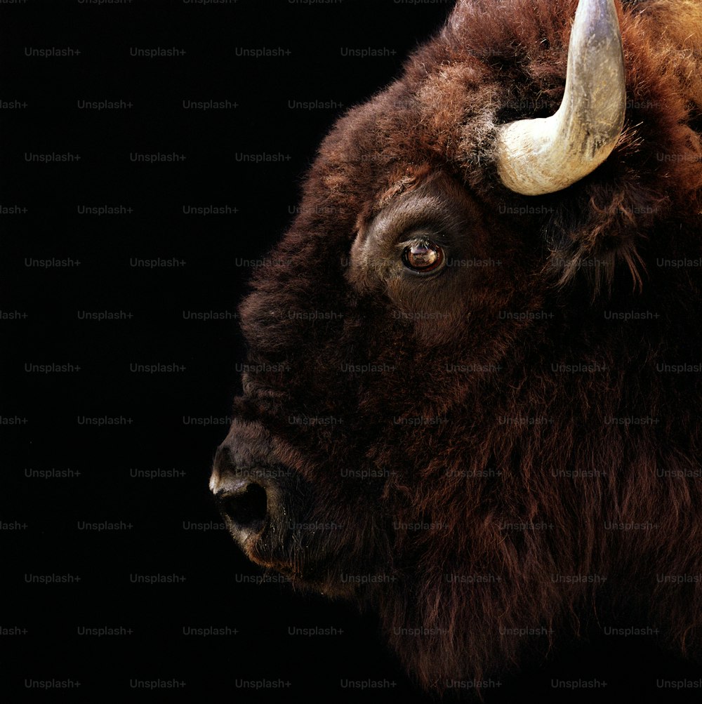 a close up of a bison's head on a black background