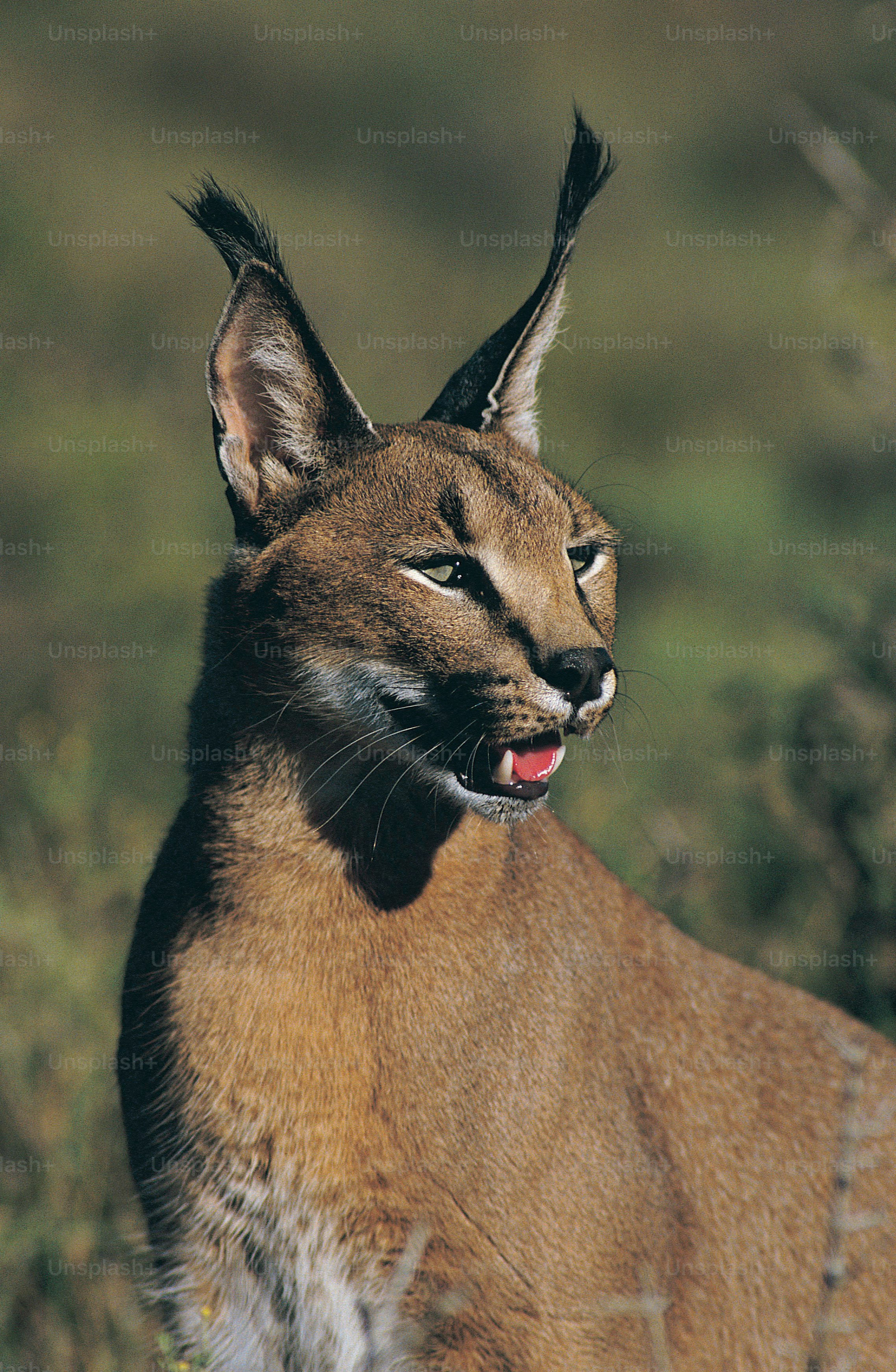 Serval Pictures | Download Free Images on Unsplash, image size:3000x4596