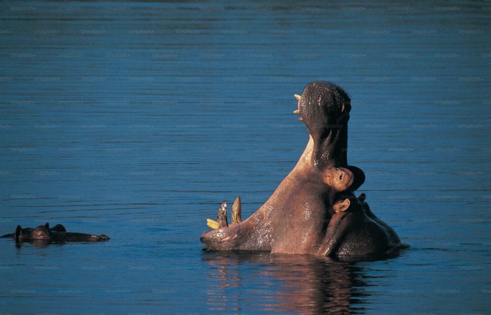 a hippopotamus in the water with a baby hippopotamus