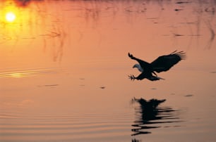 a bird flying over a body of water at sunset