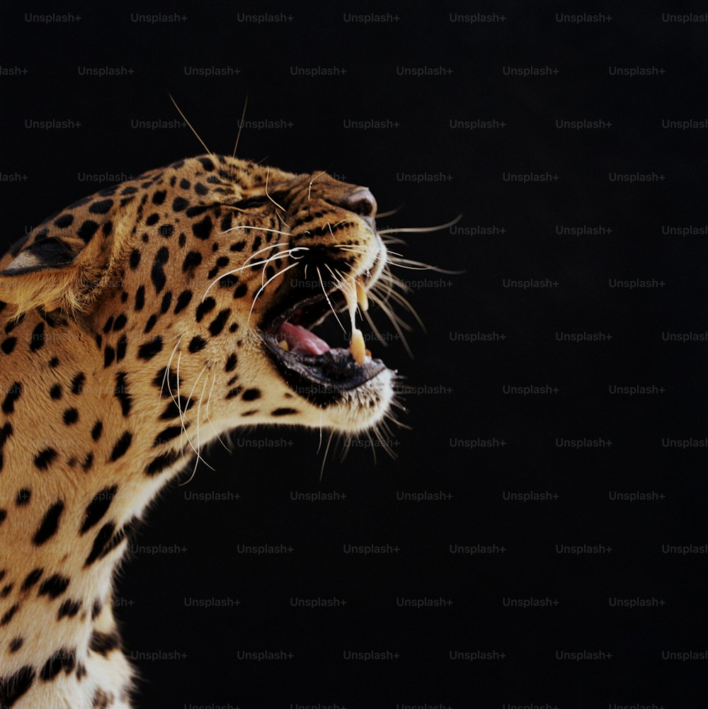 Un primer plano de un guepardo con la boca abierta