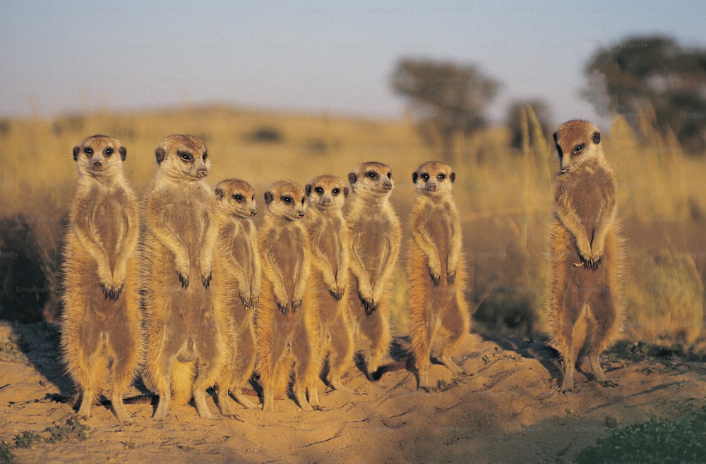 a group of meerkats standing in a row