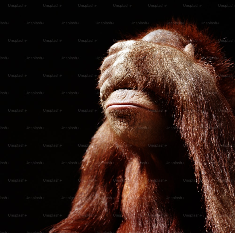 a close up of a monkey with a black background