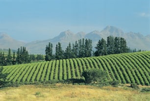 a large field with trees and mountains in the background