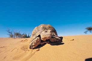 a large turtle walking across a sandy field