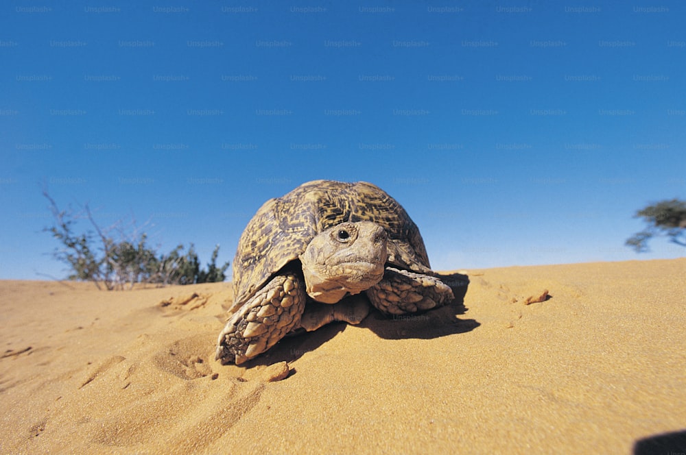 a large turtle walking across a sandy field